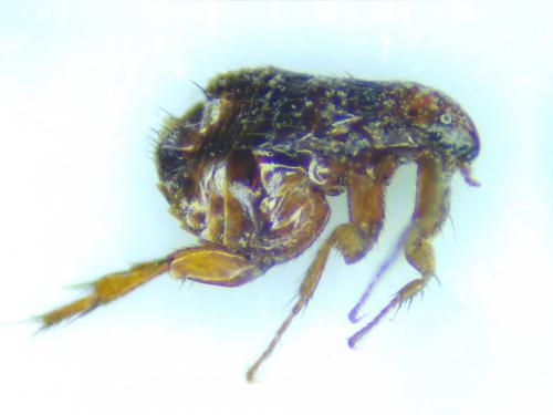 Ctenocephalides felis